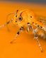 Bugs Up Close 36