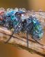 Bugs Up Close 70
