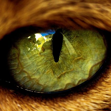 Cat eye closeup photo Decal