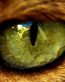 Cat eye closeup photo Decal
