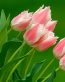 Flowers and Plants Vinyl Wall Art 195
