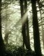 Forest and Trees Vinyl Wall Decals 092