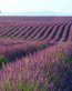 Landscape Vinyl Wall Graphic Decals 56