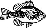 Pumpkin Seed Fish Vinyl Decal Car